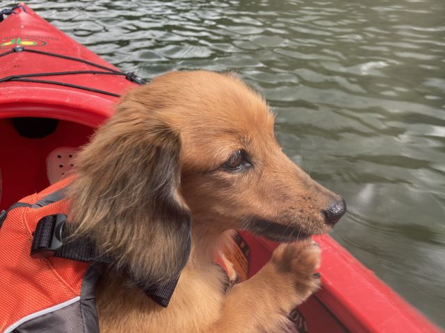 �����R�����S���ď���Ă܂��B�C���������˂��B_�l�C�`���[�v���l�b�g