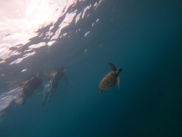 �E�~�K�����񂱂�ɂ���_�����哇�E�F���l�X&�A�h�x���`���[UNIMARE