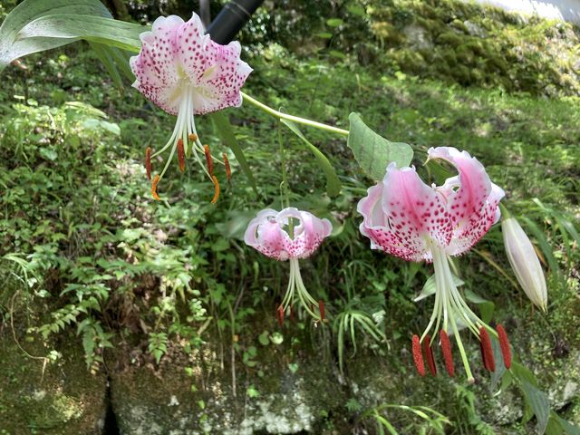 Ƃ񂳂̖q̃^L̓eʐ^2