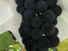 񂿂񂳂̊ό@Ôւ̓eʐ^1