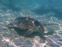 ΂Okinawa tripsւ̓eʐ^1