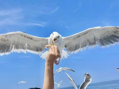 ݂Ȃ̏M̓A@{N[Yւ̓eʐ^2