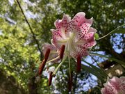 Ƃ񂳂̖q̃^L̓eʐ^1