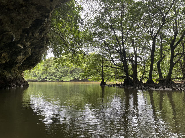 マングローブに囲まれた小さな洞窟です!
いろんな生き物がいました!_OHCUS石垣島
