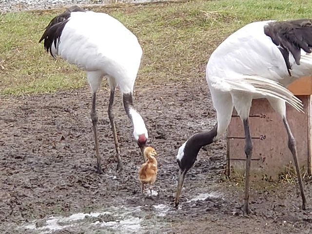 GW@Y܂ꂽ΂̃qi_OߎR