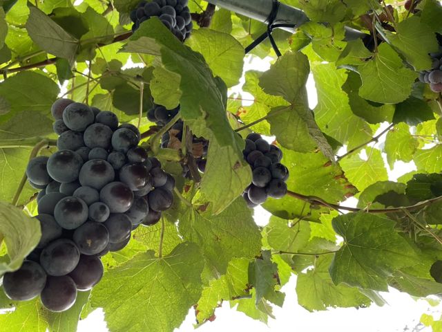 ����_���Ԃ�K�[�f��