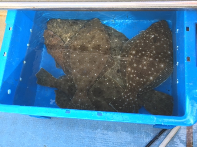 �q�����ނ��8��GET�I�ō��̒މʁI_�ޑD�@������