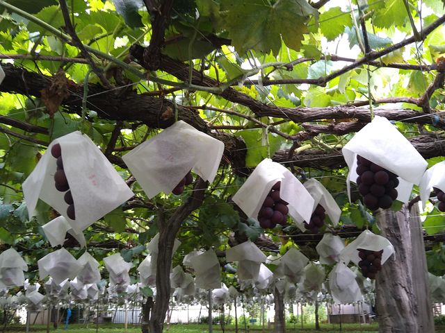 �Î����̃u�h�E���B�W�����{�̗l�q_���H���ƂԂǂ����@�Î����i�R�W���G���j