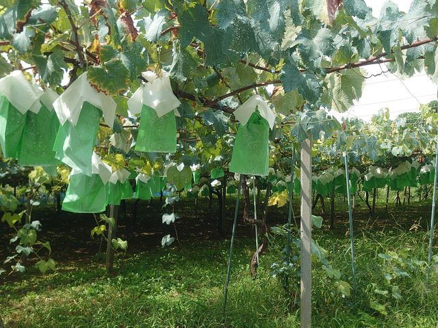 ��������̂Ԃǂ�_�n�Ӕ_��