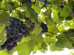 ǂ񂳂̂ԂK[fւ̓eʐ^1