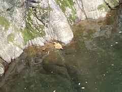 Ƃ񂳂̕z̑ւ̓eʐ^1