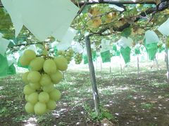 ܁[񂳂̓nӔ_ւ̓eʐ^1