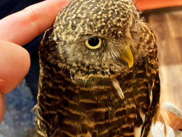 ؂ł()_ANAtHXg@-̐X-