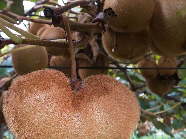 �n�[�g�I_����ό��_��