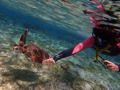 Ȃق̃RY~bNA[Xւ̓eʐ^1