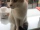 くまのプー子さんの猫のいる休憩室　谷保ねこへの投稿写真2