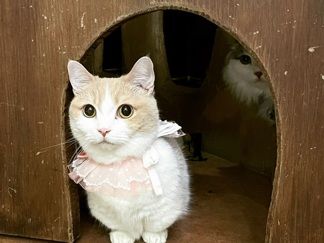 ���肿���B�̔w��ɂق�������i���ށ��j_�L�J�t�F�w�Ă܂�̂������x