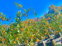 kt̎RFUJIt[cp[Nւ̓eʐ^1