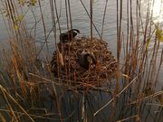 񂳂̏₷炬̗Lv̓eʐ^3