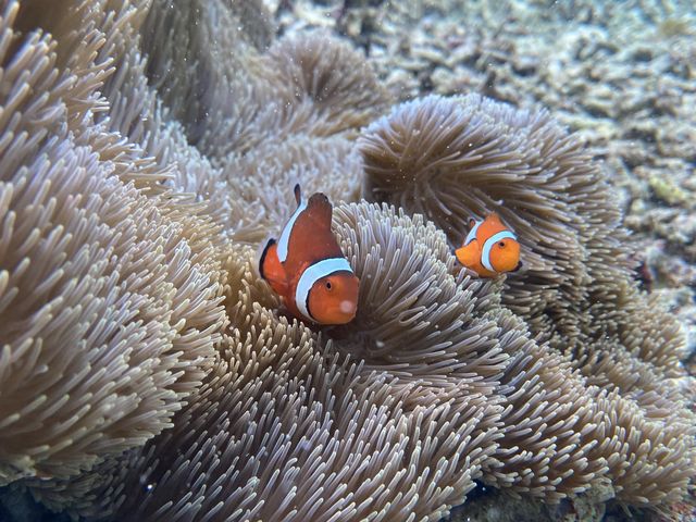 ���܂݂̂��������񌩂��܂����I_big beach�Ί_��