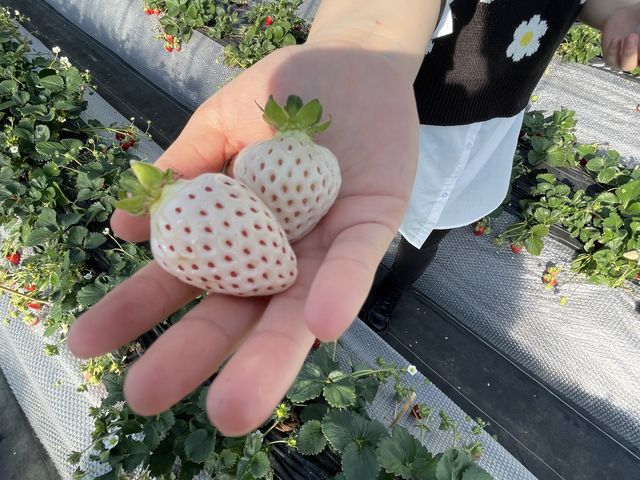 �V�g�̂�����_�X�g���x���[�����h�}��