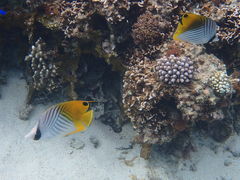 ܂Nature Guide Double Rainbow lC`[KCh@_uC{[ւ̓eʐ^1