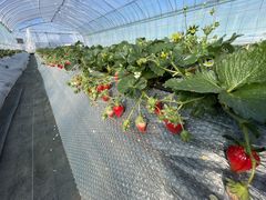 hinakids̃Xgx[h}ւ̓eʐ^1