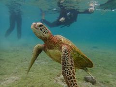 ݂傤񂳂̊Cgւ̓eʐ^1