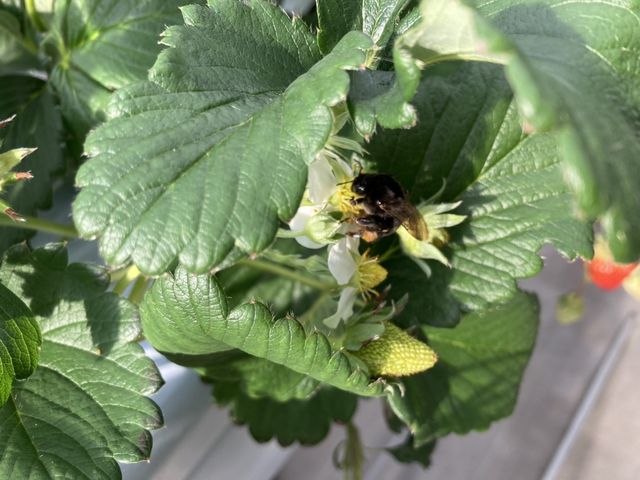 I󕲂ׂ̈ɔł܂B_₿悢t@[