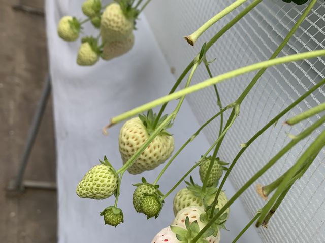 �����_�A�N�A�C�O�j�X�@TSUJIGUCHIFARM