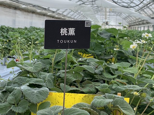 ���̌O��_�A�N�A�C�O�j�X�@TSUJIGUCHIFARM