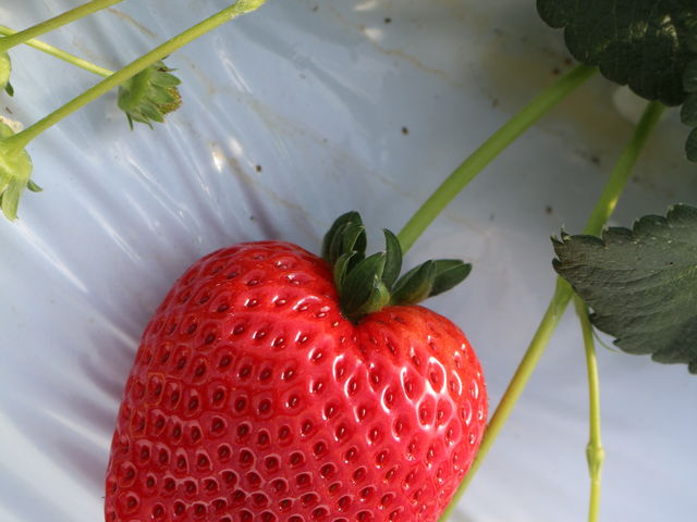 �嗱_MASHIKO�@STRAWBERRY�@FARM