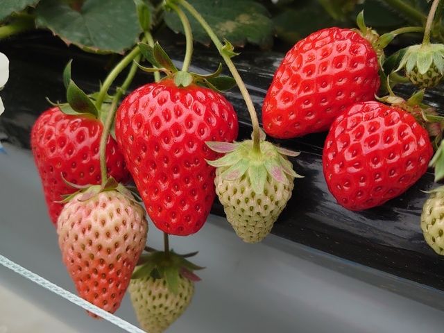 ����C�x���[�ȂǁA4�A�T��ނ𖞋i_������������