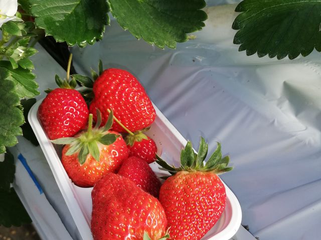 ��ނ������ăn�E�X����n�E�X�֗U������Ď��n��傫�Ȋ��n�������������ς��A�ė\��͖��܂��Ă��Ďc�O_���c���������_��