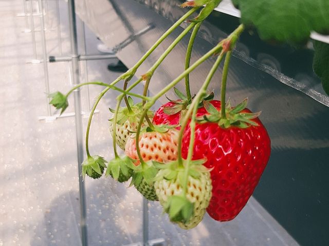 ���������������A���肪�Ƃ��������܂����B_�ό��_�� Bee my Berry
