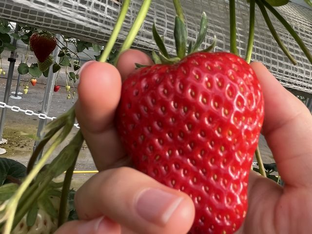 �傫���������������ς��� ���邭����Ƃ˂����Ĉ�������ƕЎ�ł��ȒP�Ɏ��܂����B_�݂܂���������