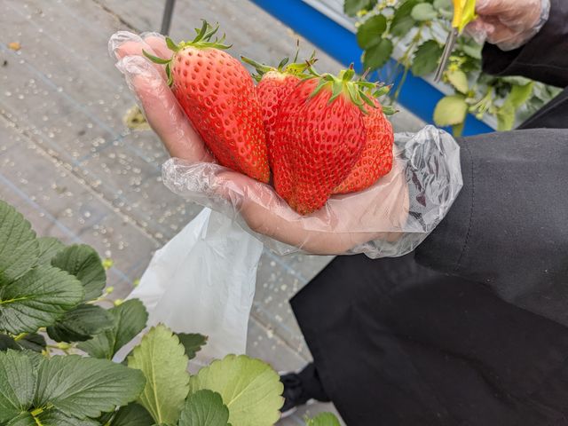 �傫�����������ۂ̂������ł��I_�悩���񂢂���