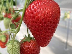 䂤񂳂̂₿悢t@[ւ̓eʐ^2