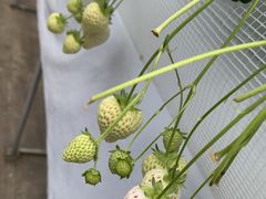 erĩANACOjX@TSUJIGUCHIFARMւ̓eʐ^1