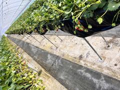 tomtom̓@Ԃ߂ւ̓eʐ^1