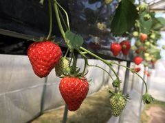 Ƃ񂳂̎skg@ւ̓eʐ^1