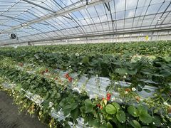 ܂݂̐V񂾔_ȉւ̓eʐ^1