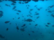 ˂񂳂̔MCVDT̓eʐ^1