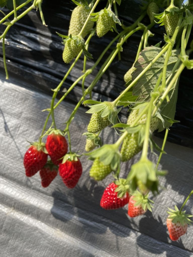 神奈川のいちご狩りランキングtop10 じゃらんnet