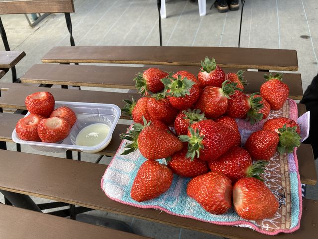 �傫���ĐԂ�������������I_�x���[�Y�t�@�[���@FUSHIMI