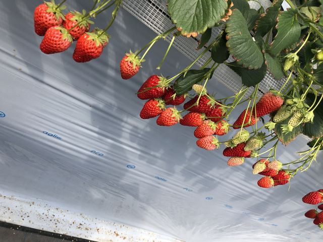 ������_Angelina berrys farm