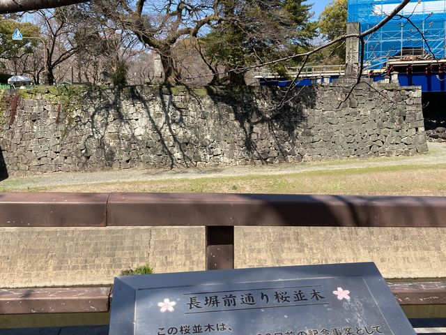 熊本城の桜_熊本城の桜