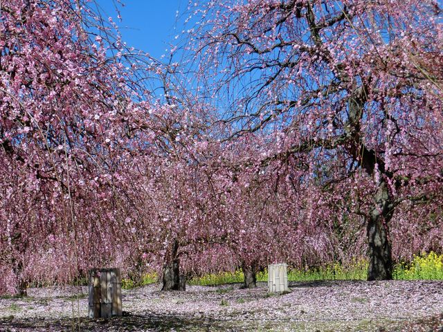 ����_�鎭�̐X�뉀