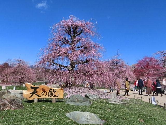 ���C���̔~����_�鎭�̐X�뉀