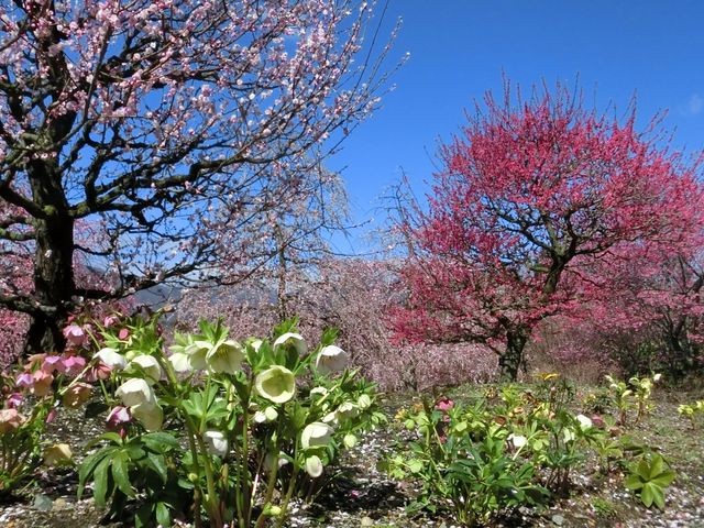 �N���X�}�X���[�Y��_�鎭�̐X�뉀